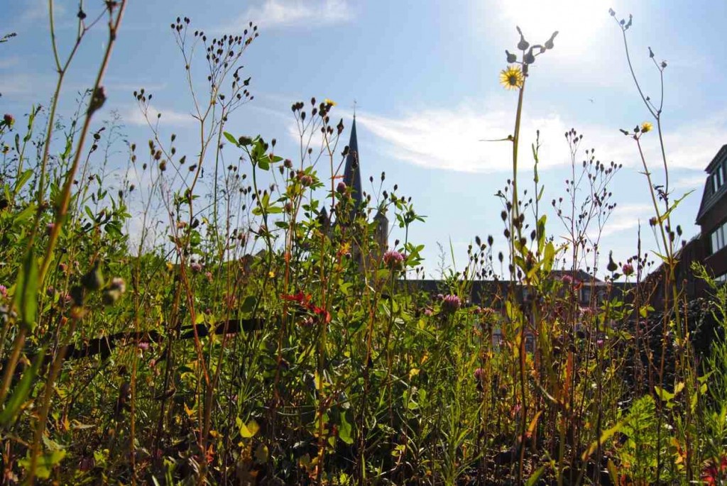 Blumenwiese Guidelplatz